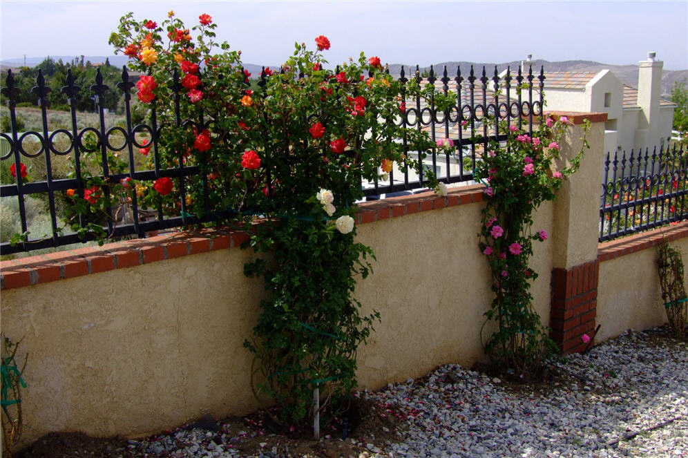 Roses on the Fence