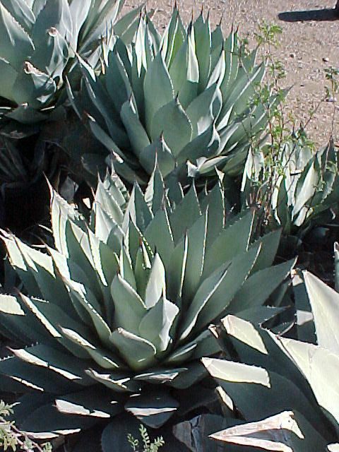 Plant photo of: Agave parryi v. parryi