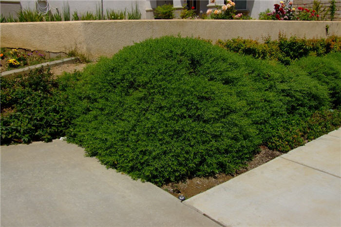 Plant photo of: Baccharis 'Centennial'