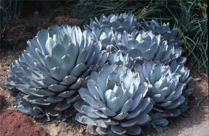 Plant photo of: Agave parryi v. truncata