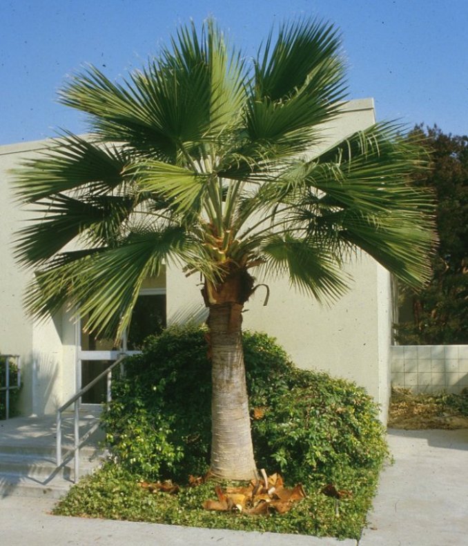 Guadalupe Palm or Fan Palm