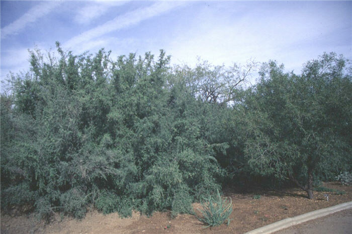 Desert Hackberry