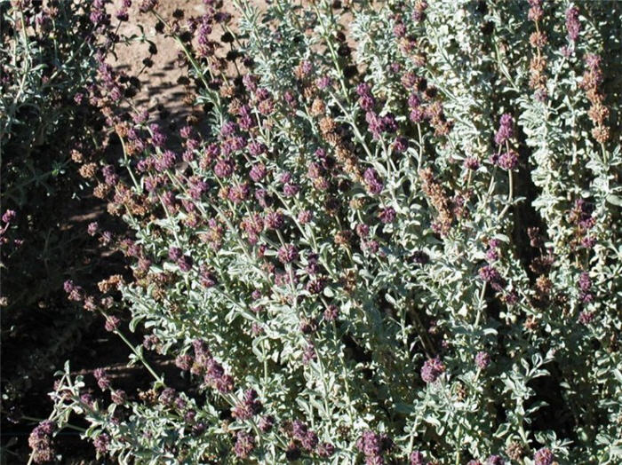 Plant photo of: Salvia  Trident'