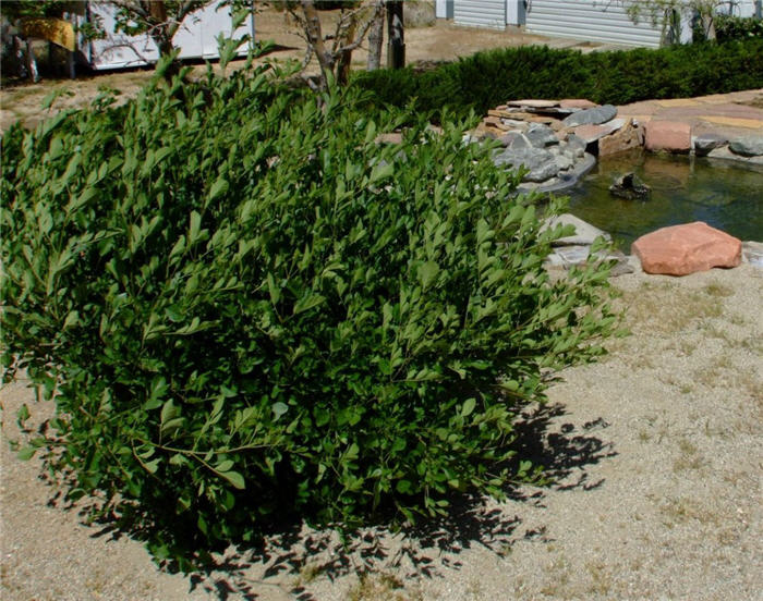 Plant photo of: Simmondsia chinensis 'Vista'