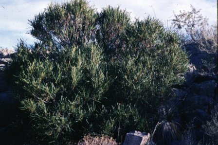 Vauquelinia corymbosa angustifolia