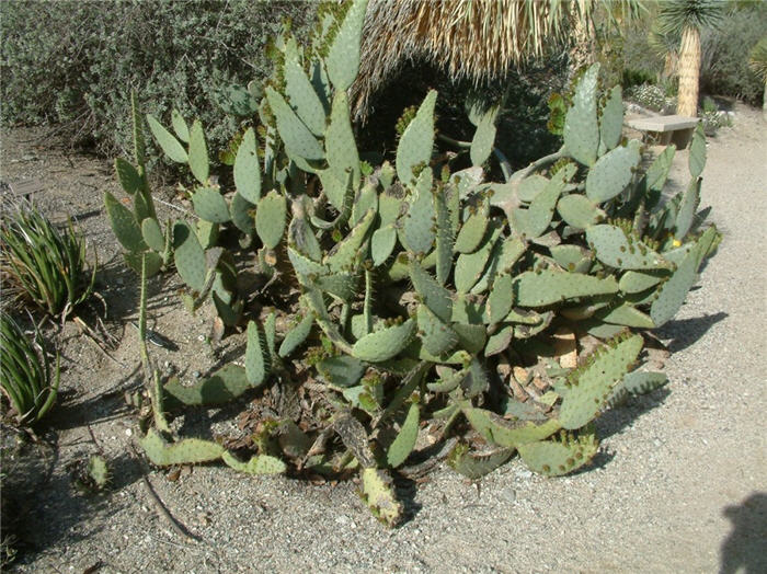 Plant photo of: Opuntia engelmannii v. lindheimeri