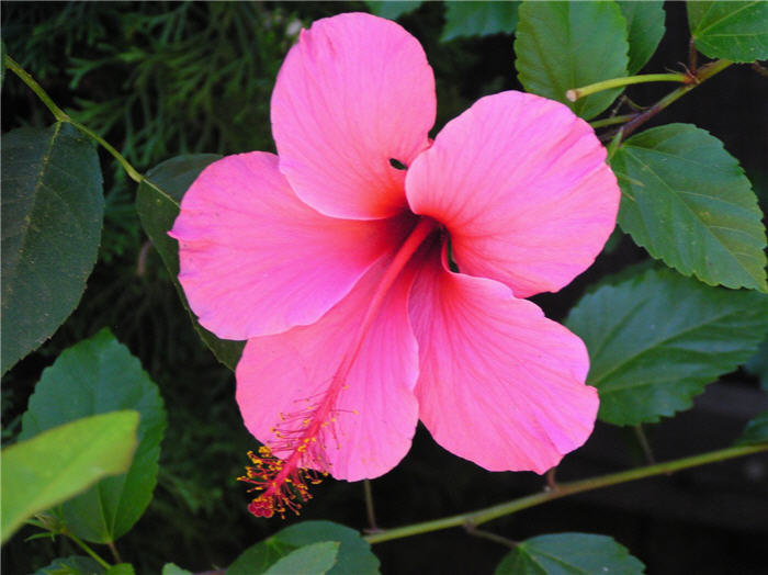 Tropical or Chinese Hibiscus