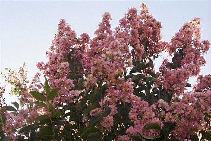 Plant photo of: Lagerstroemia 'Muskogee'