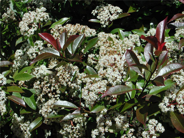 Red-Leaf or Fraser Photinia