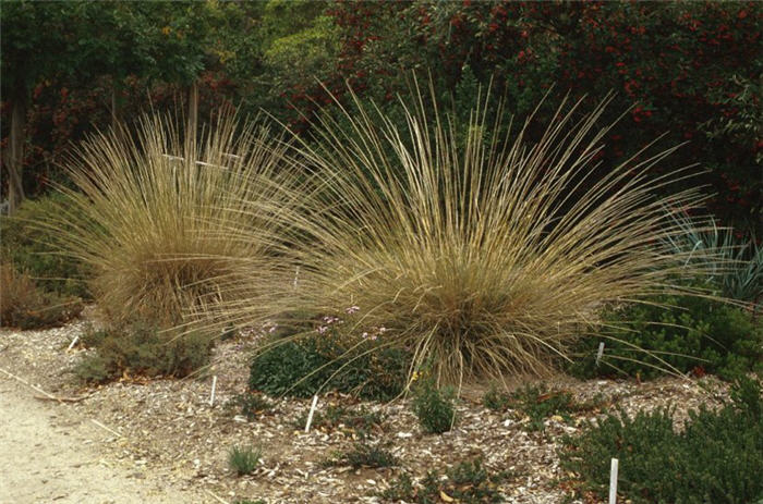 Giant Feather Grass, Golden Oats
