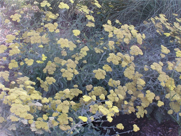 Achillea millefolium 'Calistoga'
