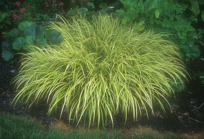 Plant photo of: Acorus gramineus 'Ogon'