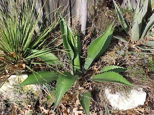 Plant photo of: Agave salmiana v. ferox