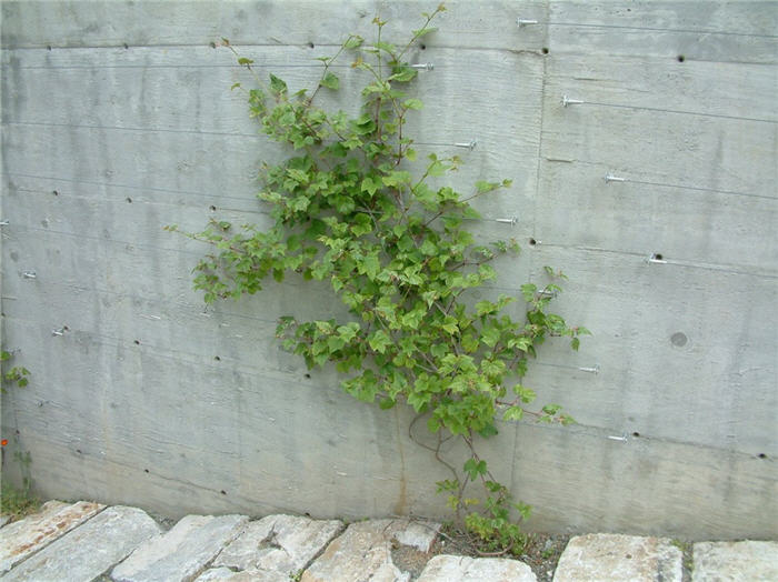 Plant photo of: Ampelopsis brevipedunculata