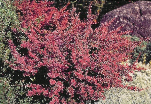 Plant photo of: Berberis thunbergii 'Rose Glow'