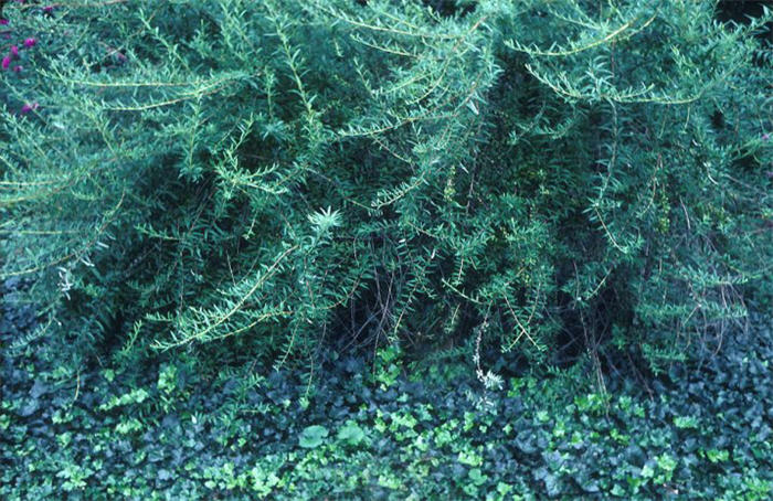 Plant photo of: Buddleja alternifolia