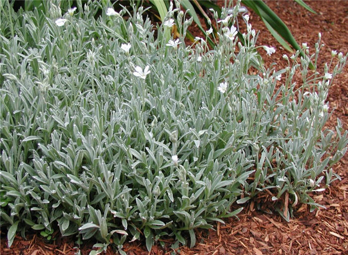 Plant photo of: Cerastium tomentosum