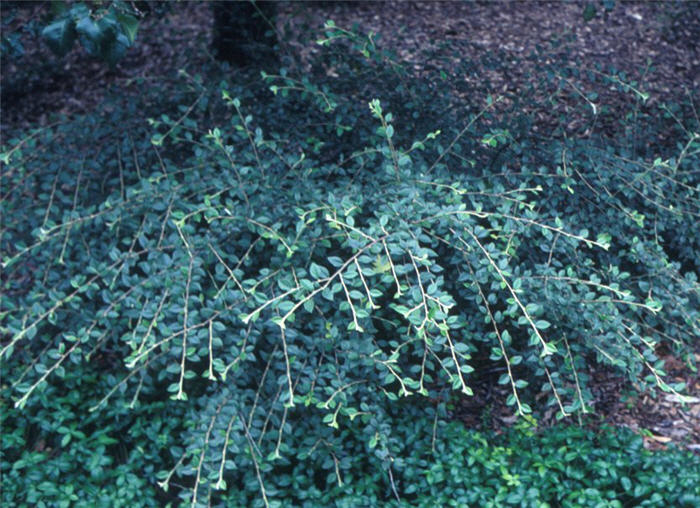 Franchet Cotoneaster