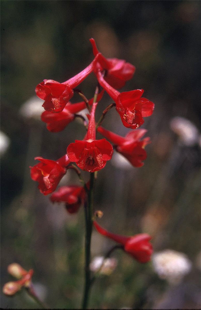 Scarlet Larkspur, Red Delphinium