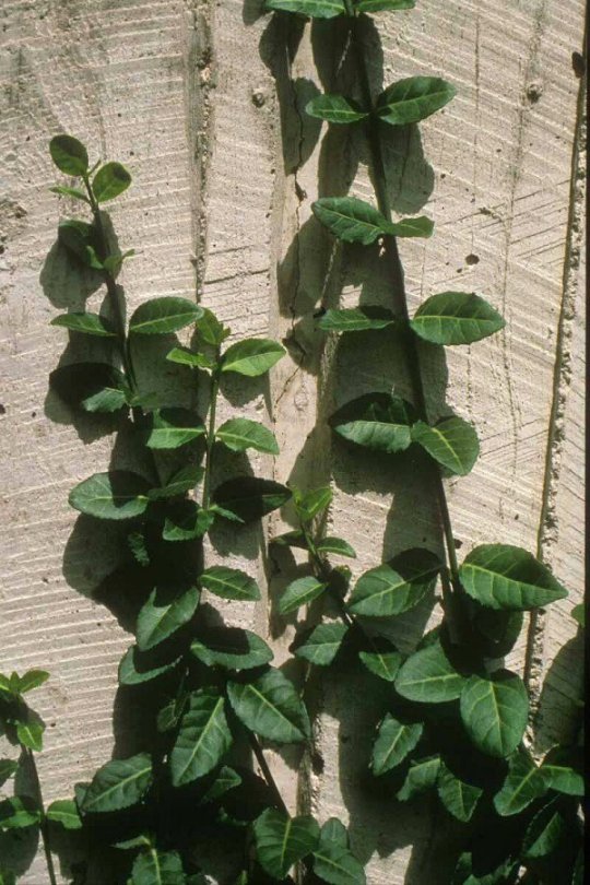 Euonymus fortunei 'Colorata'