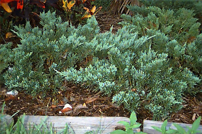 Juniperus chinensis 'Parsonii'