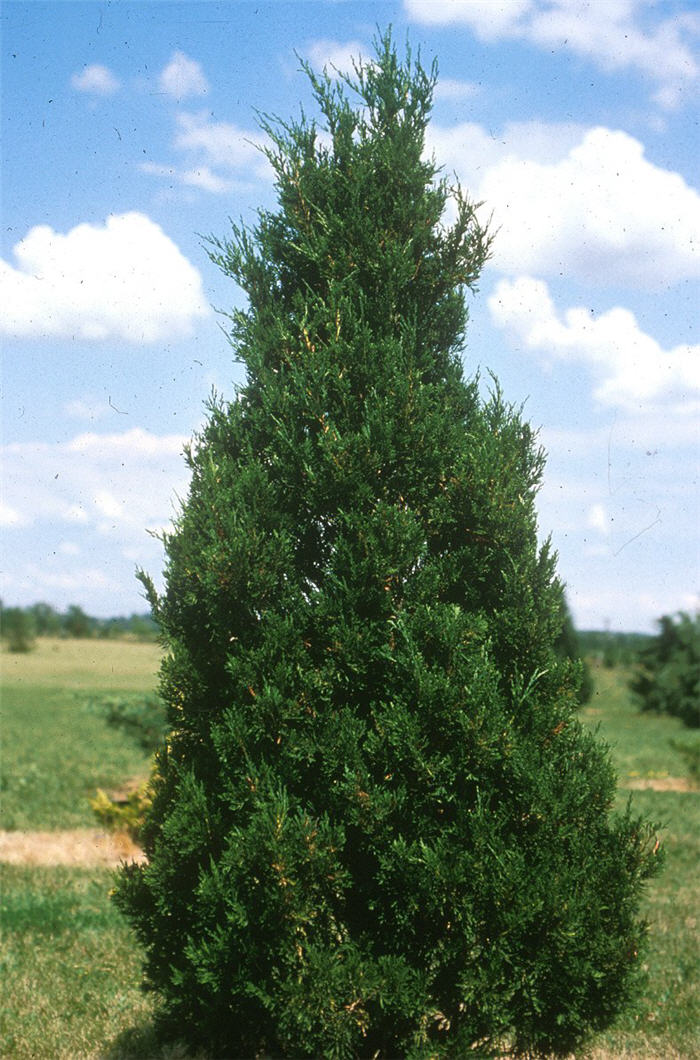 Plant photo of: Juniperus chinensis 'Spartan'
