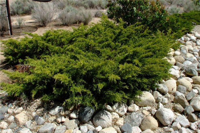 Juniperus sabina 'Buffalo'
