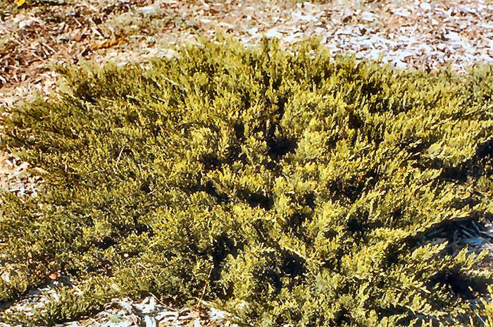 Plant photo of: Juniperus sabina 'Tamariscifolia'