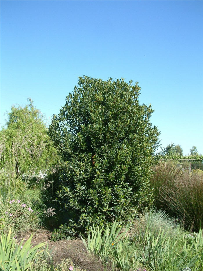 Plant photo of: Laurus nobilis