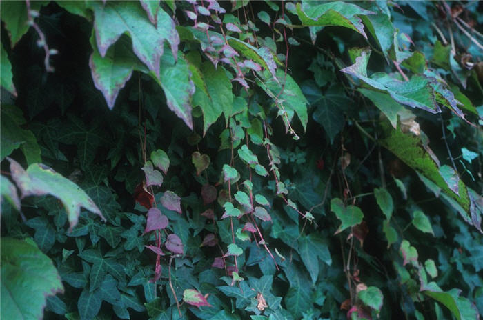 Parthenocissus quinquefolia