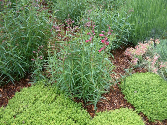 Plant photo of: Penstemon hybrids 'Garnet'