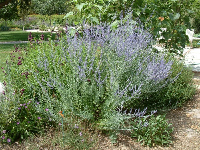Azure or Russian Sage