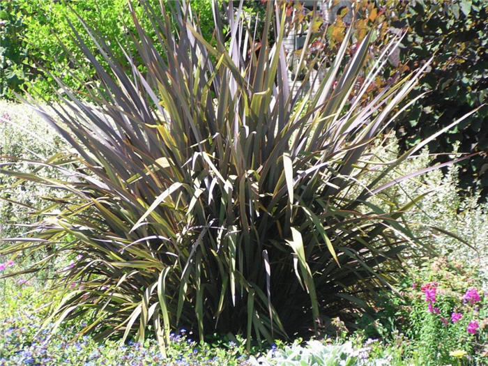Plant photo of: Phormium tenax 'Bronze Baby'