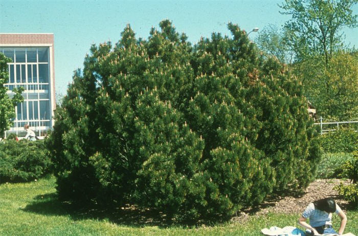 Mugho Pine