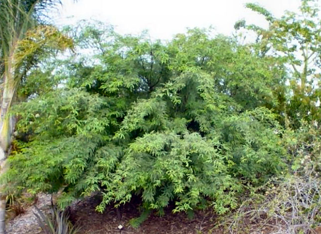 Prosopis glandulosa torreyana