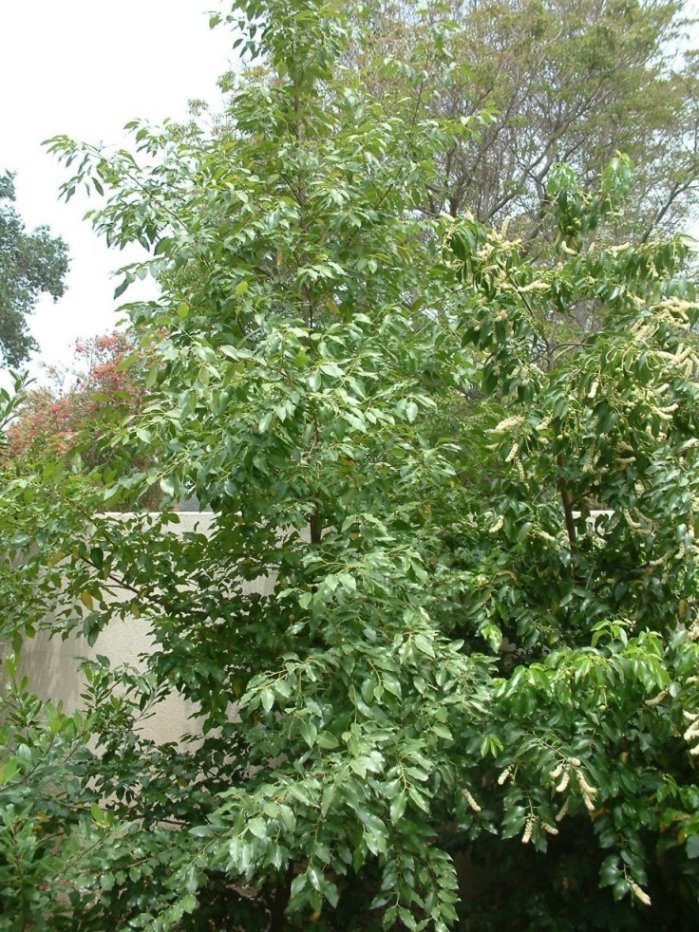 Plant photo of: Prunus ilicifolia ilicfolia