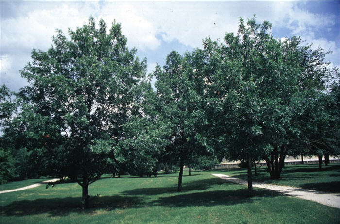 Texas Red Oak, Spanish Oak