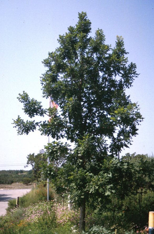 Bur or Burr Oak, Mossycup Oak