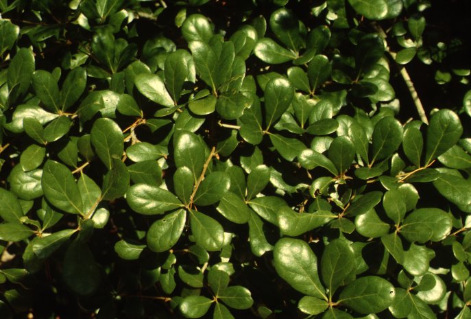 Plant photo of: Quercus myrsinifolia