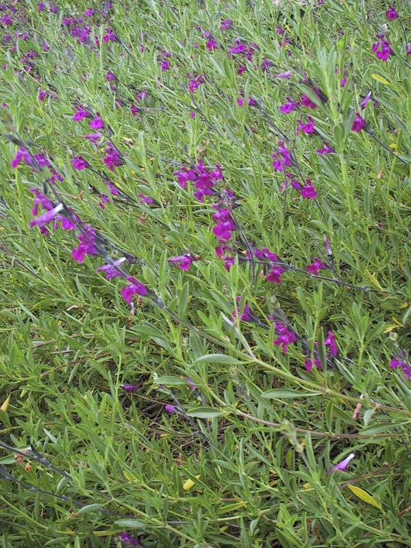 Plant photo of: Salvia muelleri