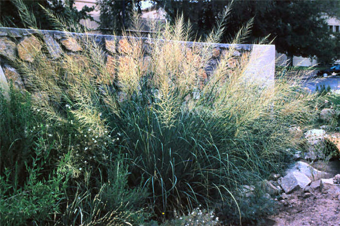 Plant photo of: Sporobolus wrightii