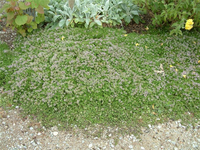Plant photo of: Thymus serpyllum 'Elfin'