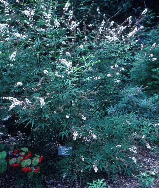 Plant photo of: Vitex agnus-castus 'Latifolia'