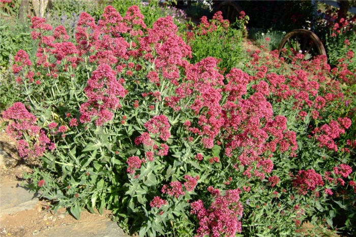 Plant photo of: Centranthus ruber