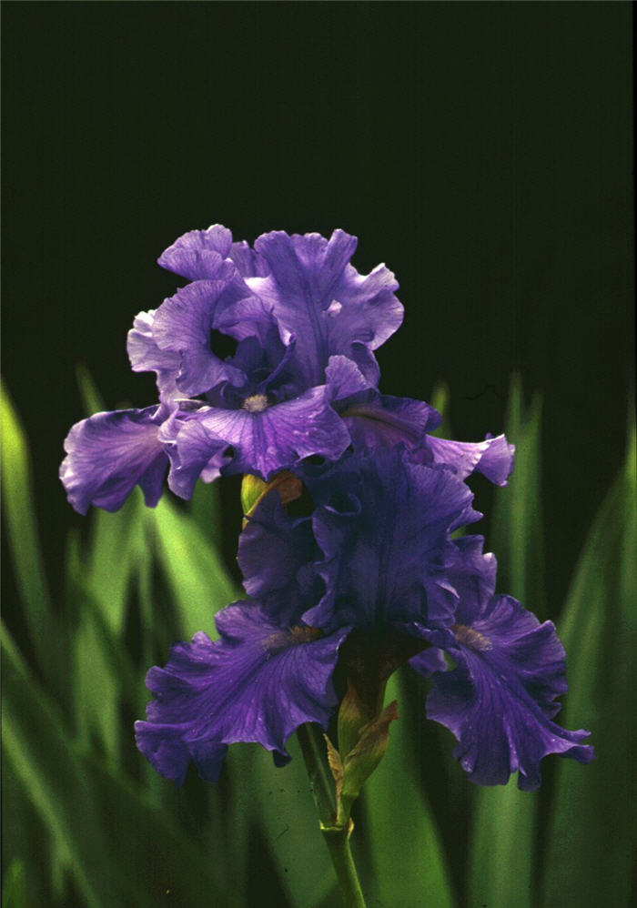 Plant photo of: Iris Bearded 'Breakers'