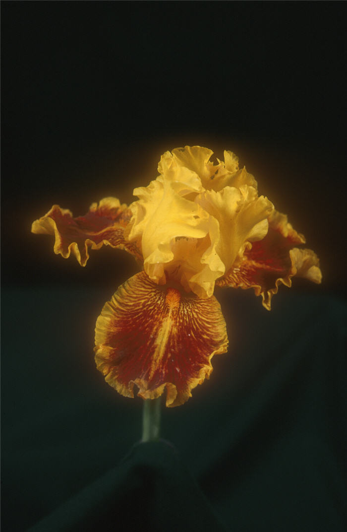 Plant photo of: Iris Bearded 'Dazzling Gold'