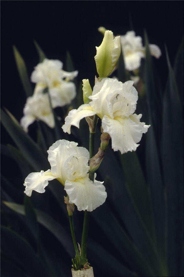 Frequent Flyer Bearded Iris