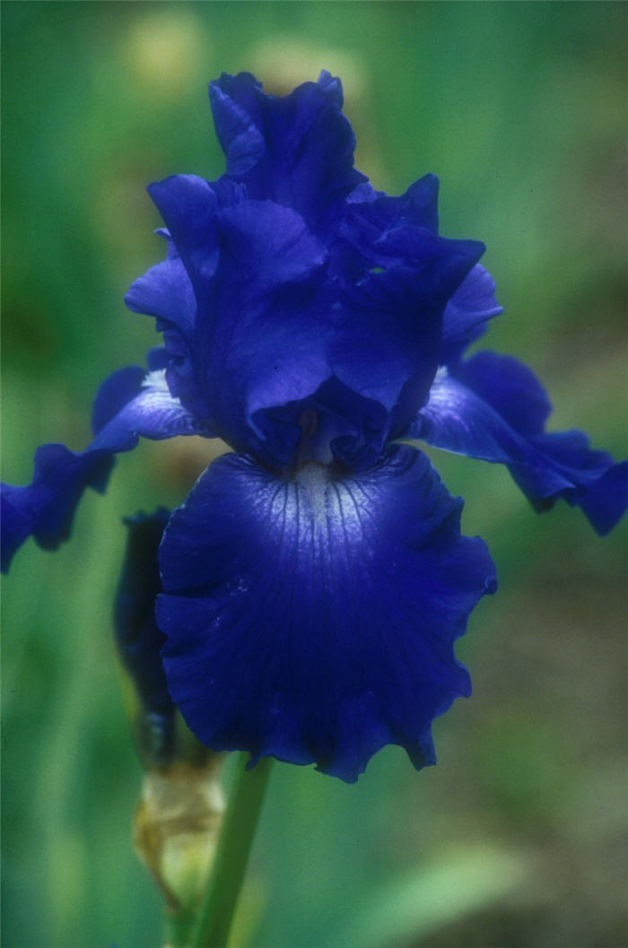 Iris Bearded 'Stellar Lights'