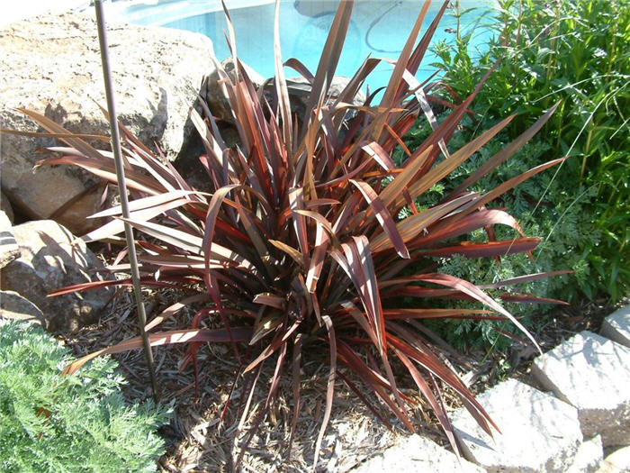 Plant photo of: Phormium 'Dazzler'