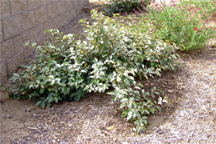 Silverberry, Thorny Elaeagnus